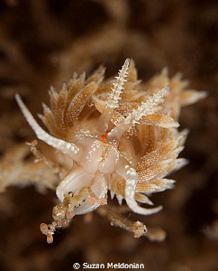 Dondice Occidentalis munching on some hydroid flowers by Suzan Meldonian 